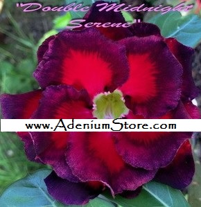 (image for) New Adenium \'Double Midnight Serene\' 5 Seeds